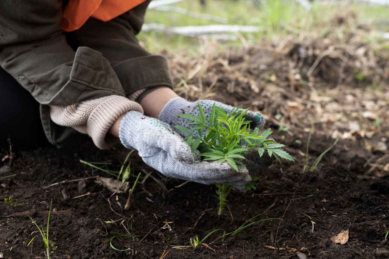 The Steps Involved in Our Tree Care Process in Salton City, CA